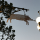 Illustration for article titled A San Diego Bar Transformed Into iThe/i iDark Tower/is Dixie Pig Last Night